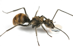 �ܥ�ͥ����ȥ�����