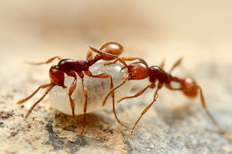 ヒメサスライアリ