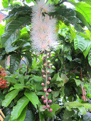 ¥µ¥¬¥ê¥Ð¥Ê