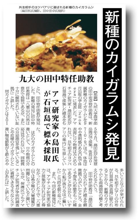 ヨツバアリ Ishigakicoccus shimadai