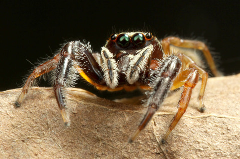 ムツボシハエトリ