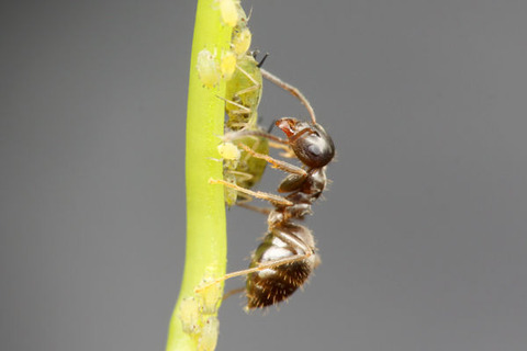 ケアリとアブラムシ