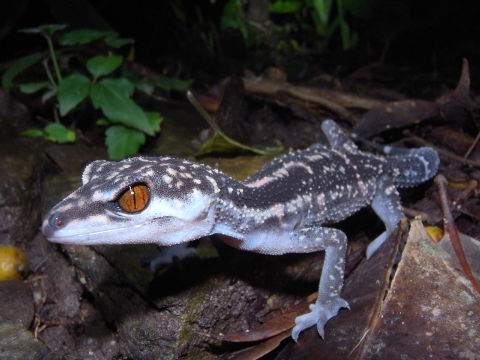 ¥¯¥í¥¤¥ï¥È¥«¥²¥â¥É¥