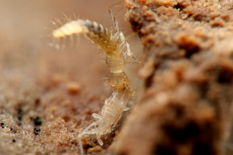アリヅカムシの幼虫