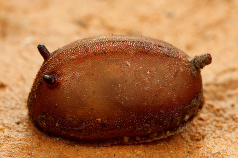 ����Υ�����