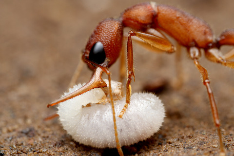 Harpegnathos saltator