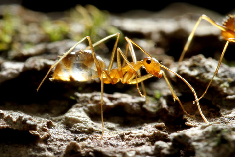 ¥¢¥·¥Ê¥¬¥¥¢¥ê