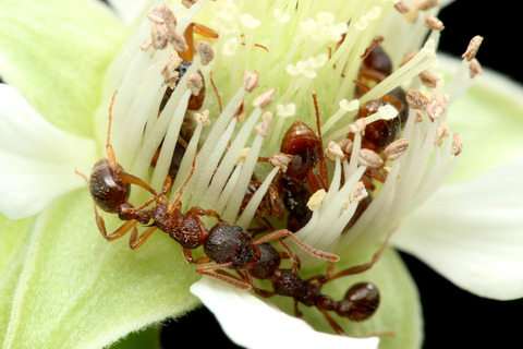 シワクシケアリ