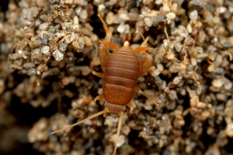 ����ť���������