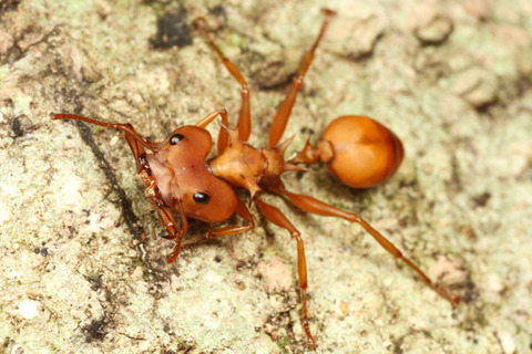 �ۥ󥦥�������Daceton