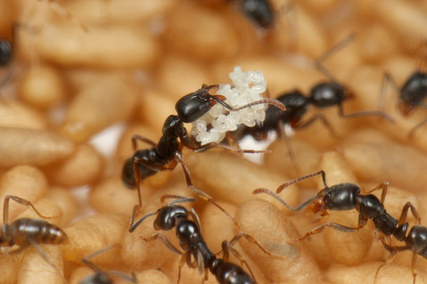 ツヤオオハリアリPachycondyla luteipes