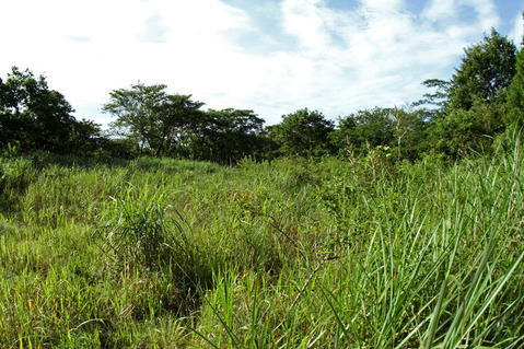 クロシジミ生息地