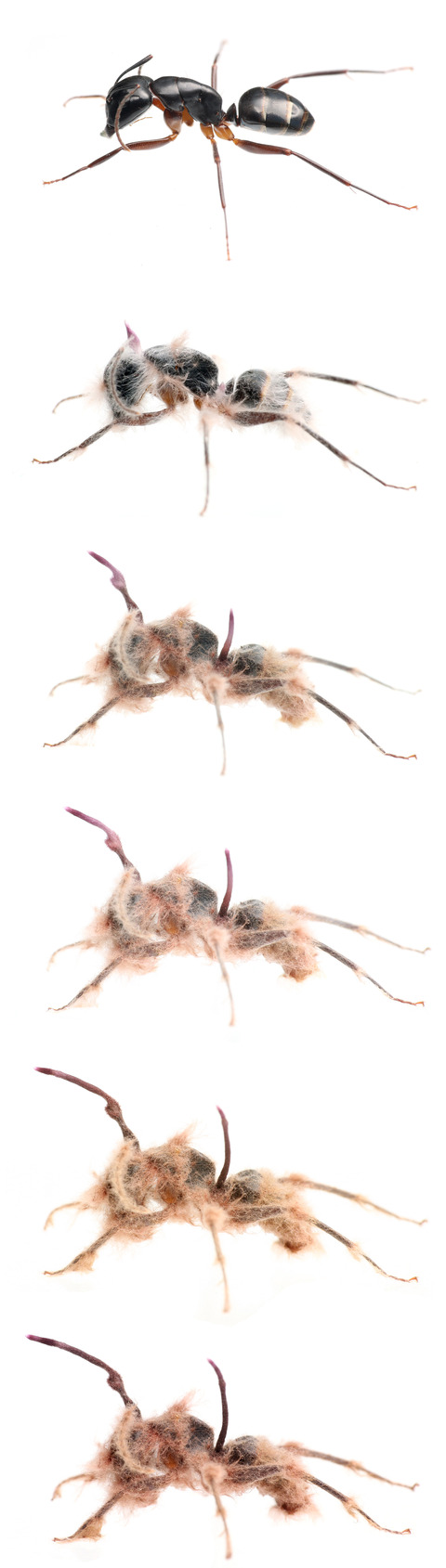 冬虫夏草 ミカドオオアリ