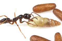 �ϥ���ϥꥢ��ȥ������祦��Allopeas myrmekophilos