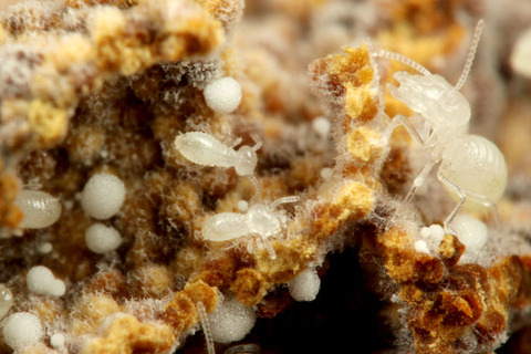 ������󥷥�����ζݱ�