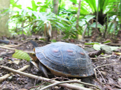 ���ޥ�ϥ�����