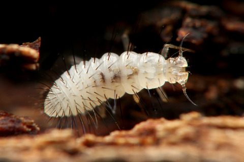 オキナワヒゲカタアリヅカムシ