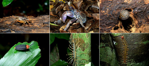 �г��������ʪ