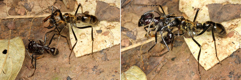 �ǥ��Υݥͥ�