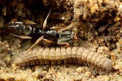 �ϥ��䥹��