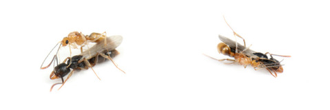 ツヤオオハリアリ