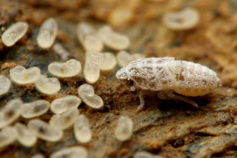 キノカワハゴロモ