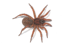 ����饰��