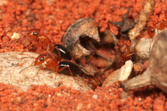 �����Υ���