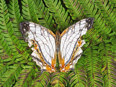 �����������祦