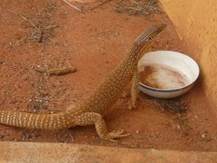 ¥¹¥Ê¥ª¥ª¥È¥«¥²