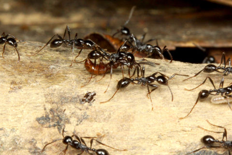 ¥Ï¥Í¥«¥¯¥·¤È¥Ò¥á¥µ¥¹¥é¥¤¥¢¥ê