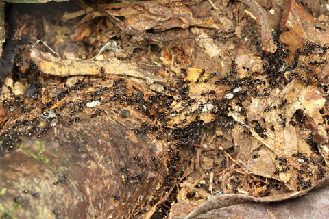 ¥Ä¥ä¥Ò¥á¥µ¥¹¥é¥¤¥¢¥ê