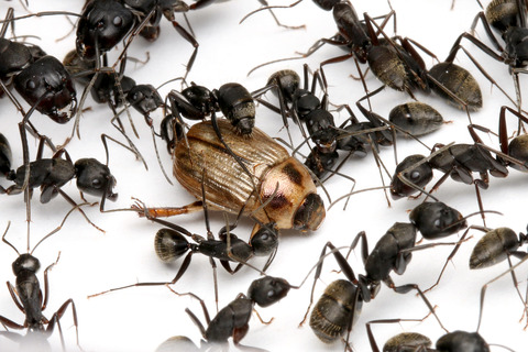 �����ͥॷ�򿩤٤륯����������