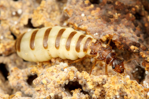 ¥¿¥¤¥ï¥ó¥·¥í¥¢¥ê