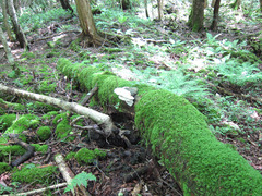 ��ͥ�������������©��