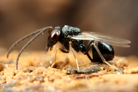 ヒメアリヤドリコバチ