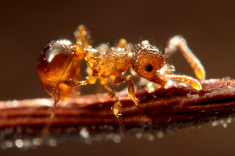 ���ߥᥢ��