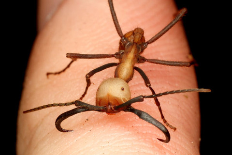 �С������륰�󥿥�����Eciton burchellii