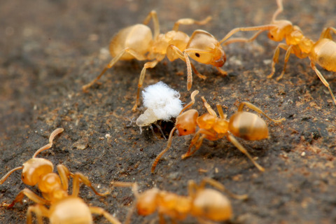 アリの巣で暮らすアブラムシやカイガラムシ