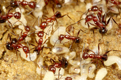 �������������ʥ�����