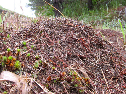 エゾアカヤマアリ