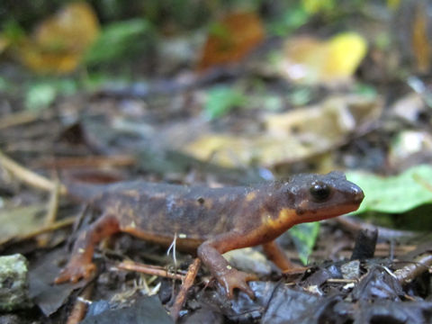 ���ꥱ�󥤥��