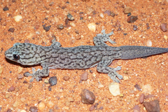 �����Υ���