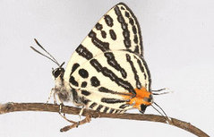 ���ޥ�����ĥХ�