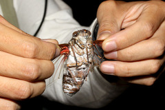 ¥Æ¥¤¥ª¥¦¥¼¥ß