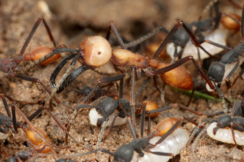 �С������륰�󥿥�����Eciton burchellii