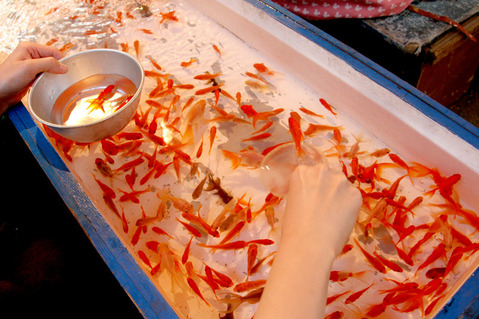 金魚を飼う