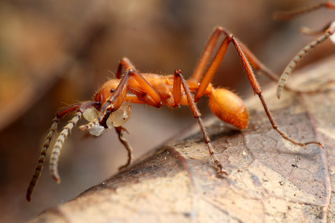 ハマタグンタイアリ Eciton hamatum