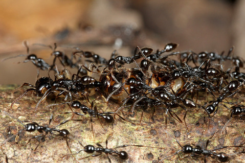 ツヤヒメサスライアリAenictus laeviceps