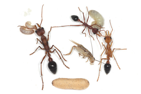 ¥Ö¥ë¥É¥Ã¥¯¥¢¥ê